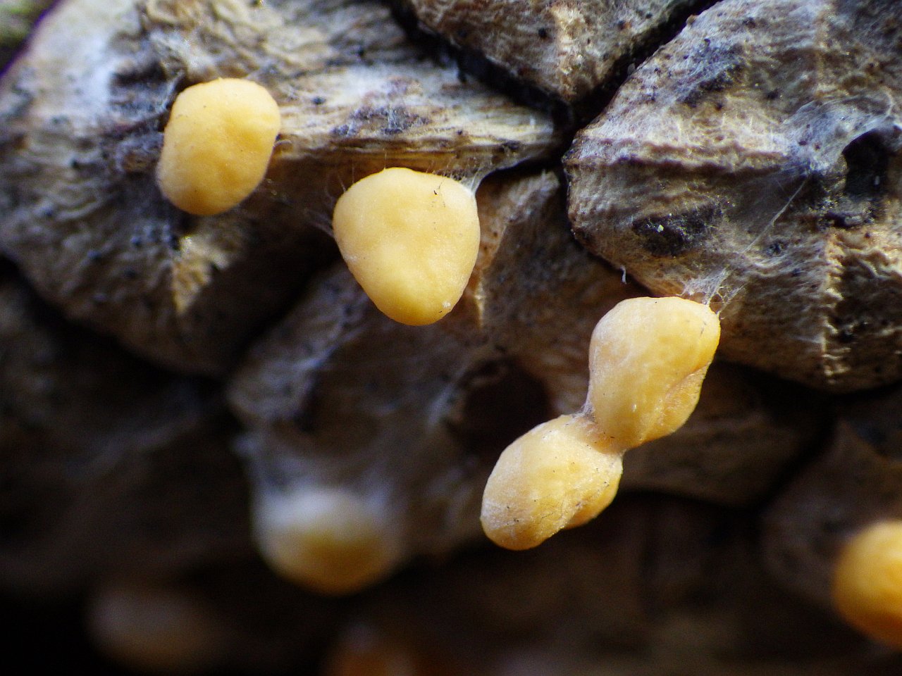 Coleosporium tussilaginis