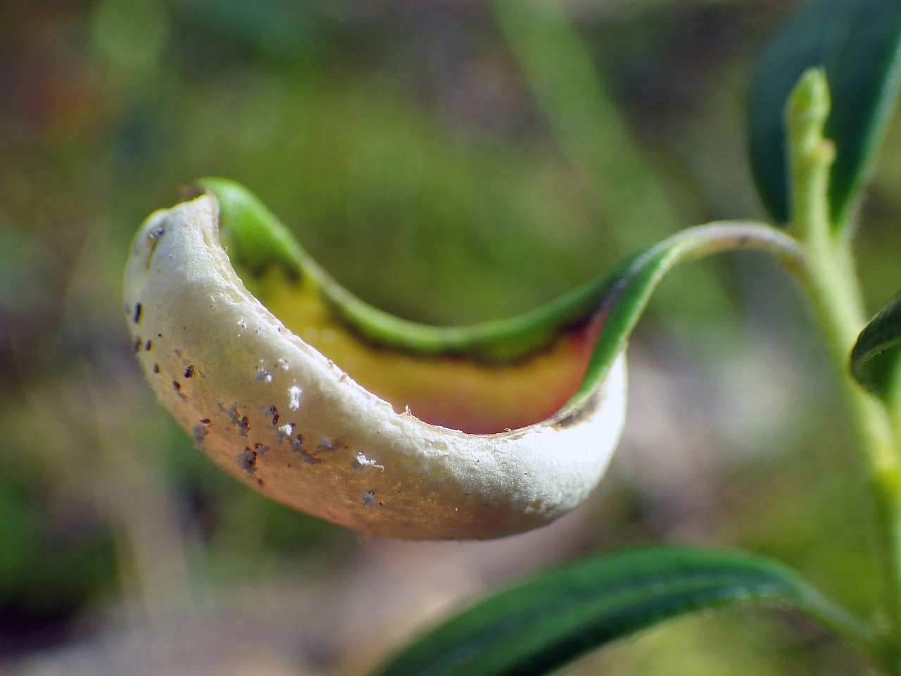 Exobasidium