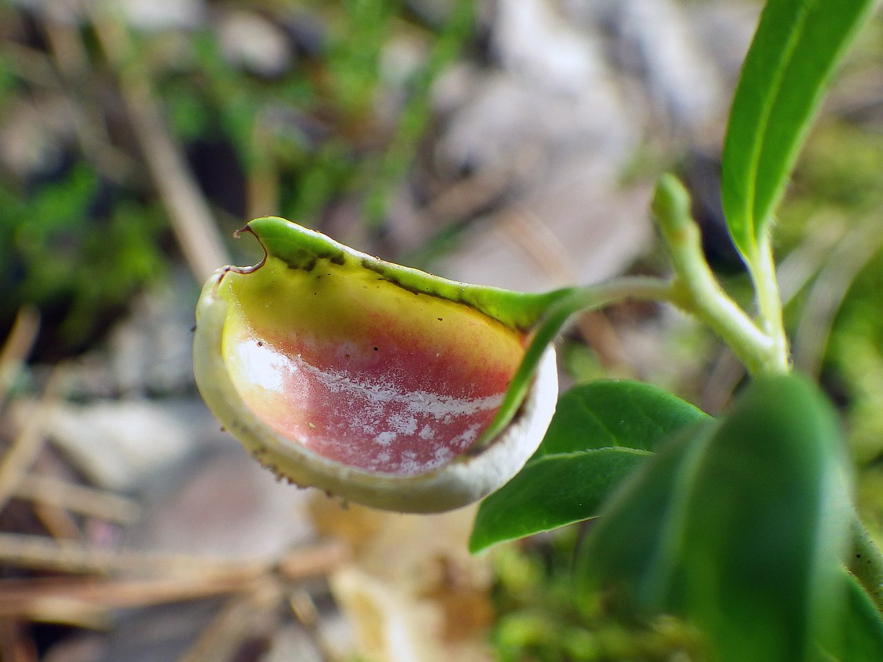 Exobasidium vaccinii