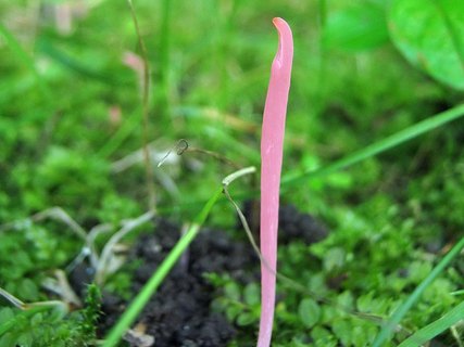 Clavaria rosea
