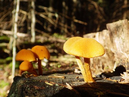 Flammulaster muricatus