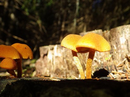 Flammulaster muricatus