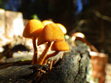Flammulaster muricatus