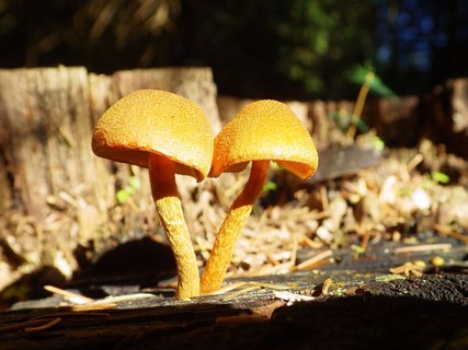 Flammulaster muricatus