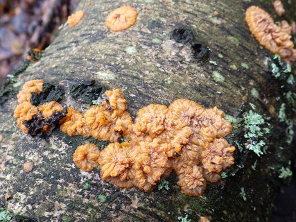 Phlebia radiata