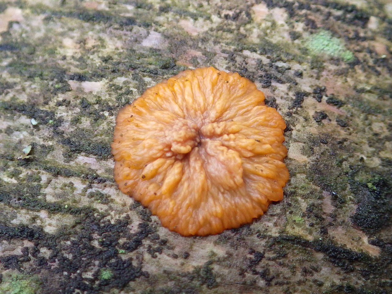 Phlebia radiata