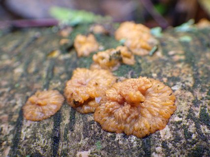 Phlebia radiata