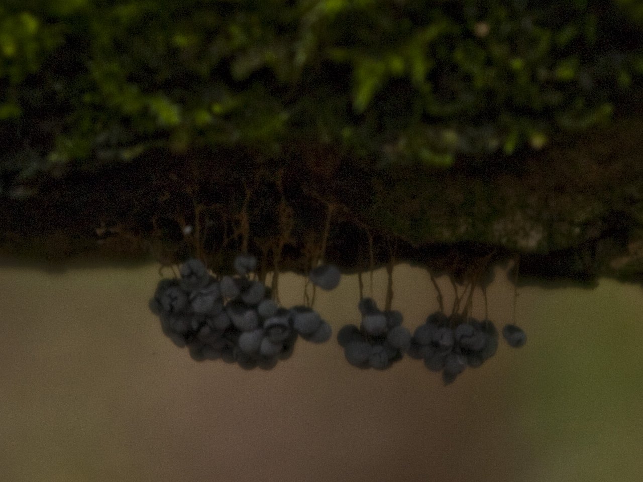 Physarum nutans