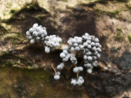Physarum nutans