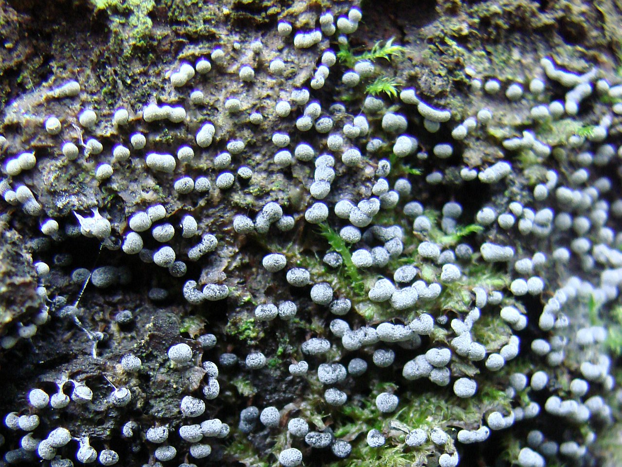 Physarum nutans