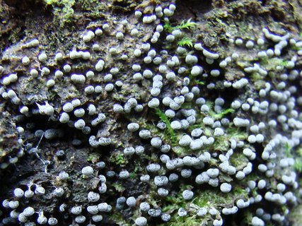 Physarum nutans
