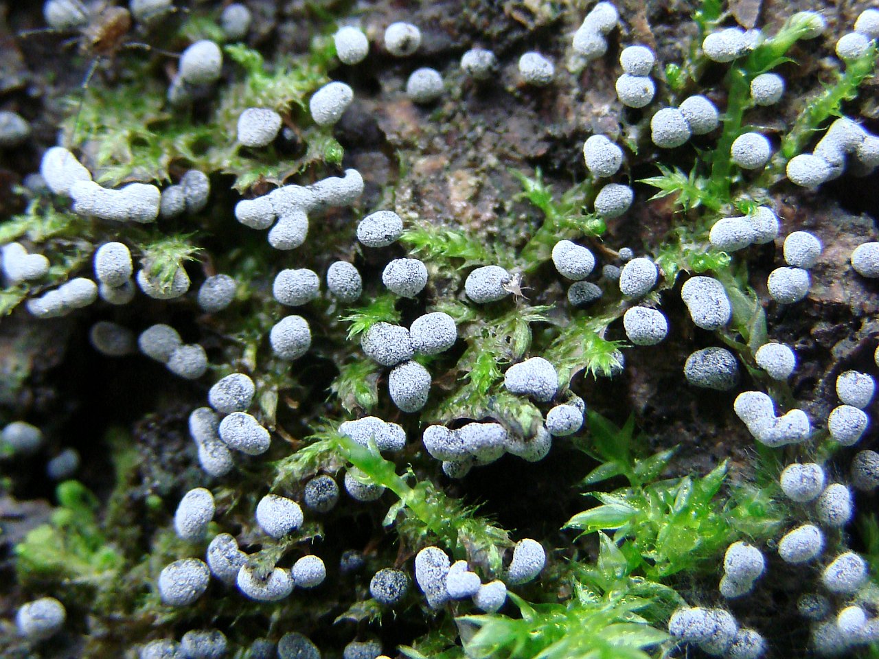 Physarum nutans