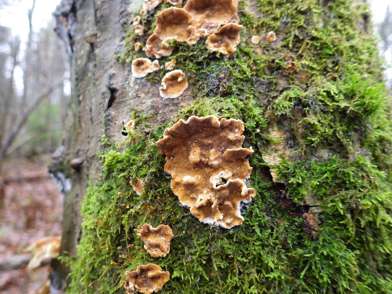 Stereum rugosum