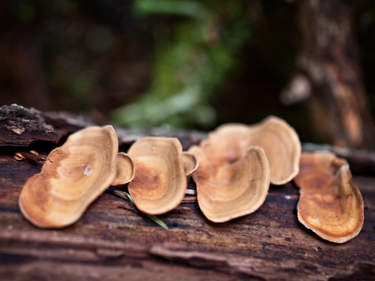 Stereum subtomentosum