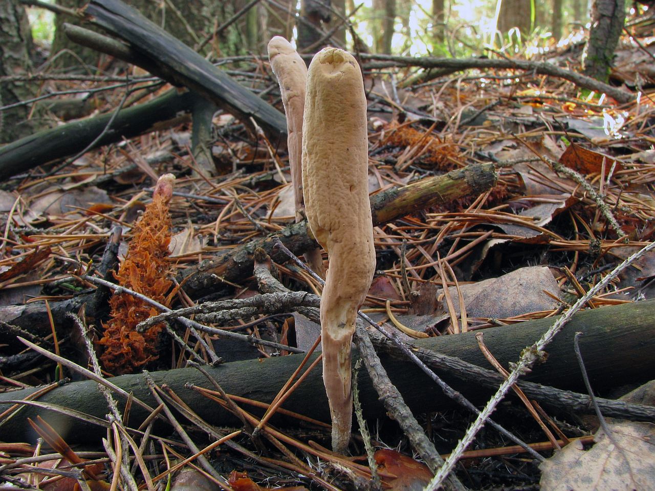 Clavariadelphus ligula
