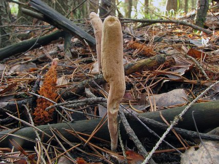 Clavariadelphus ligula