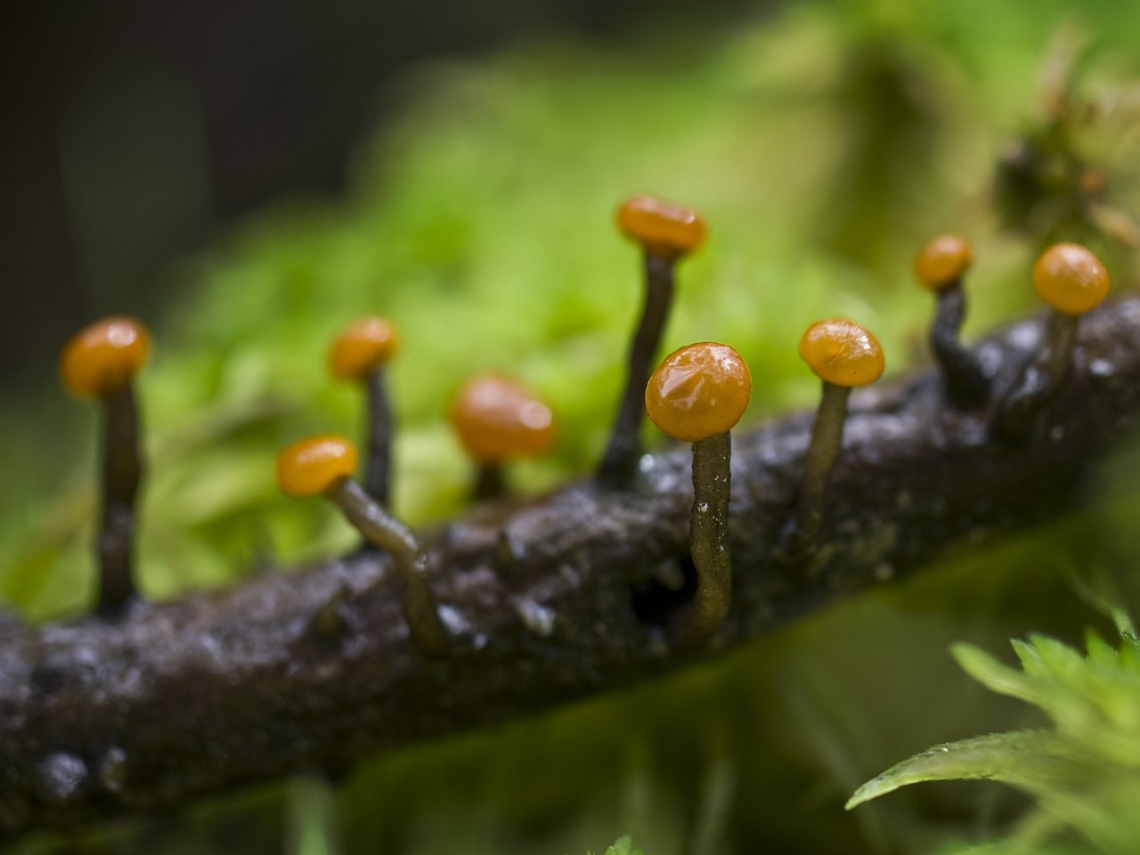 Vibrissea truncorum