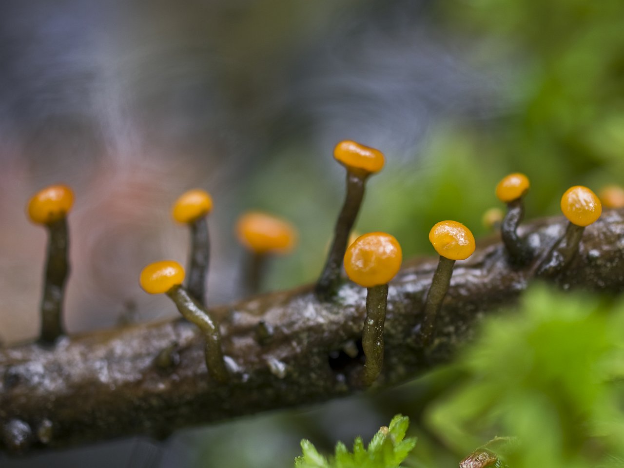 Vibrissea truncorum