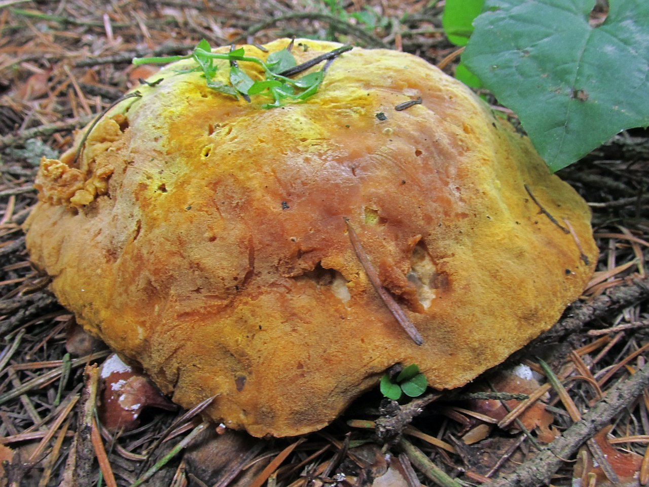 Hypomyces chrysospermus