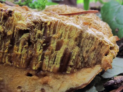 Hypomyces chrysospermus