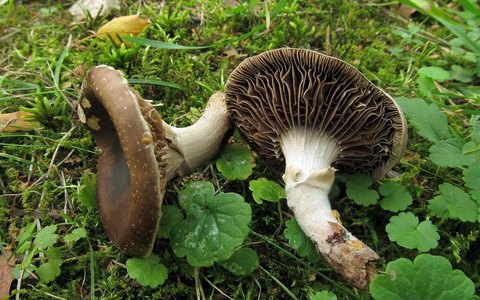 Agrocybe erebia