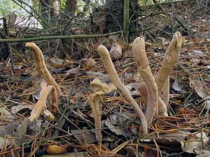 Clavariadelphus ligula