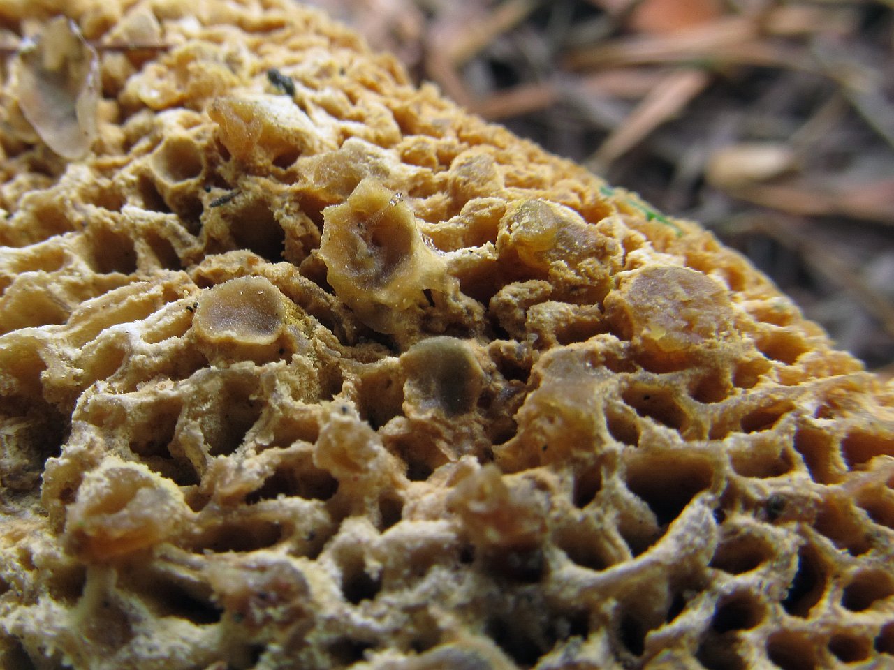 Hypomyces chrysospermus