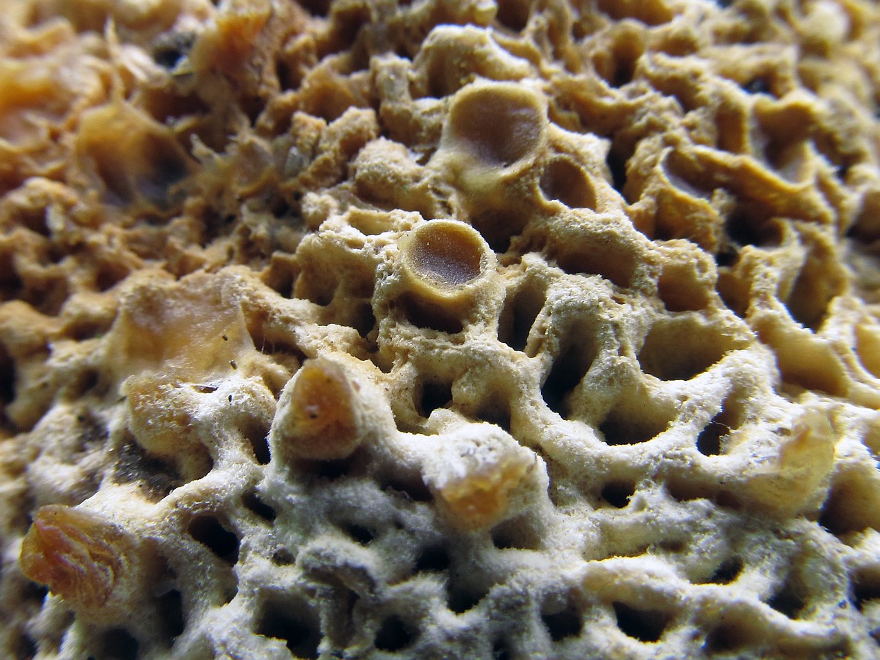 Hypomyces chrysospermus