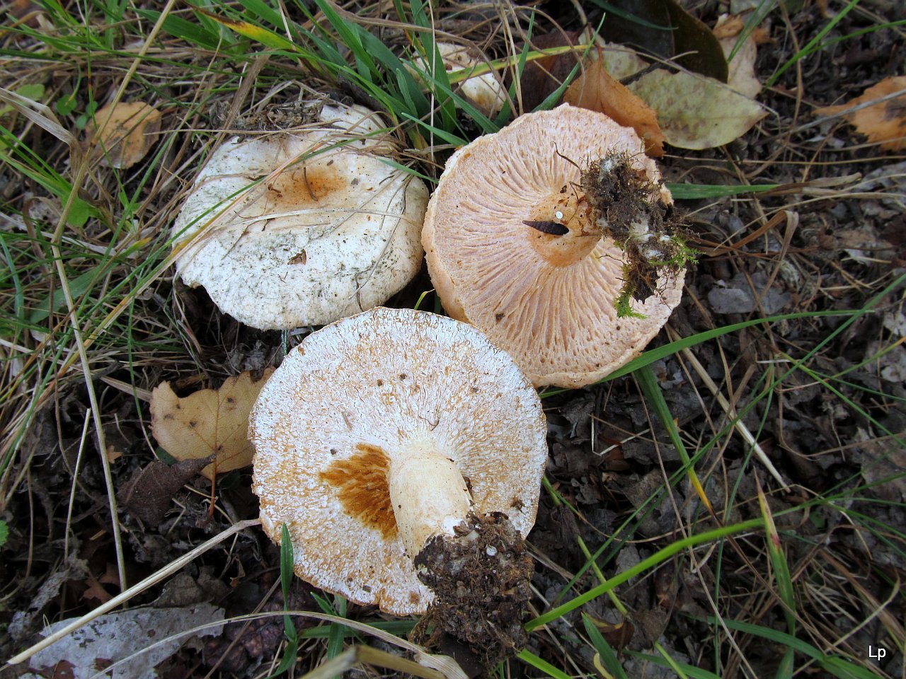 Hypomyces torminosus