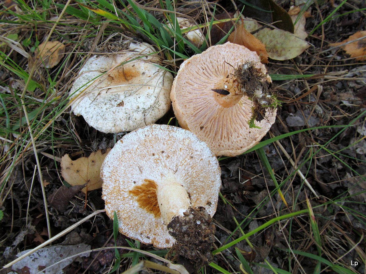 Hypomyces torminosus