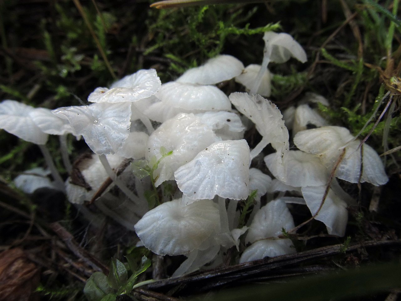 Delicatula integrella