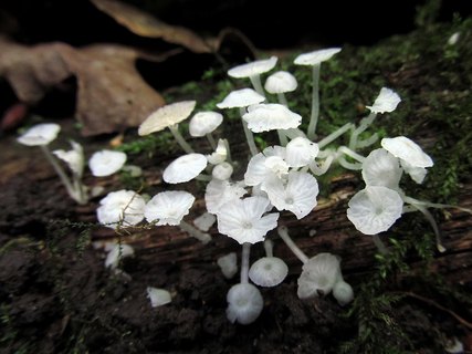 Delicatula integrella