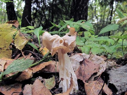 Helvella crispa