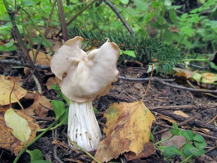 Helvella crispa