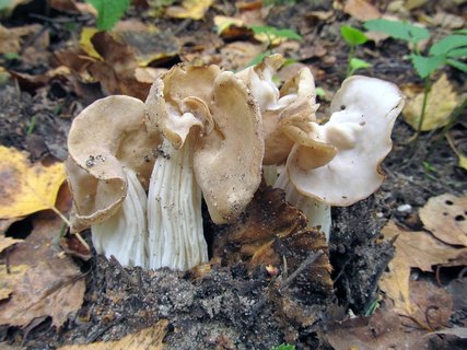 Helvella crispa