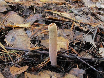 Clavariadelphus ligula