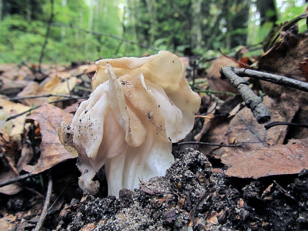 Helvella crispa
