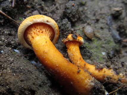 Hygrophoropsis aurantiaca