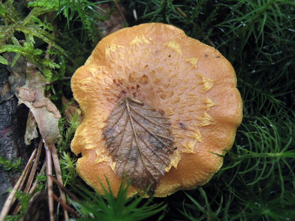 Pholiota flammans