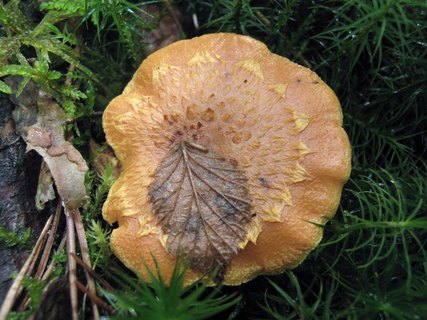 Pholiota flammans