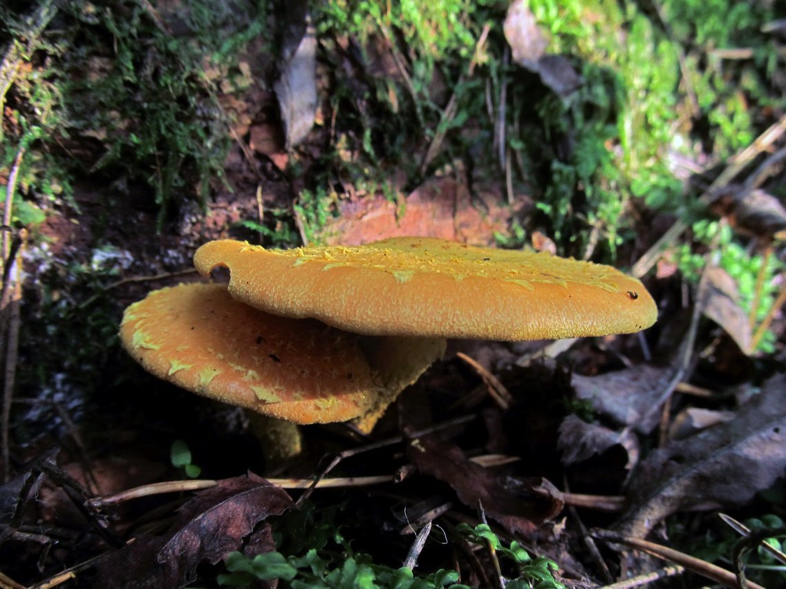 Pholiota flammans