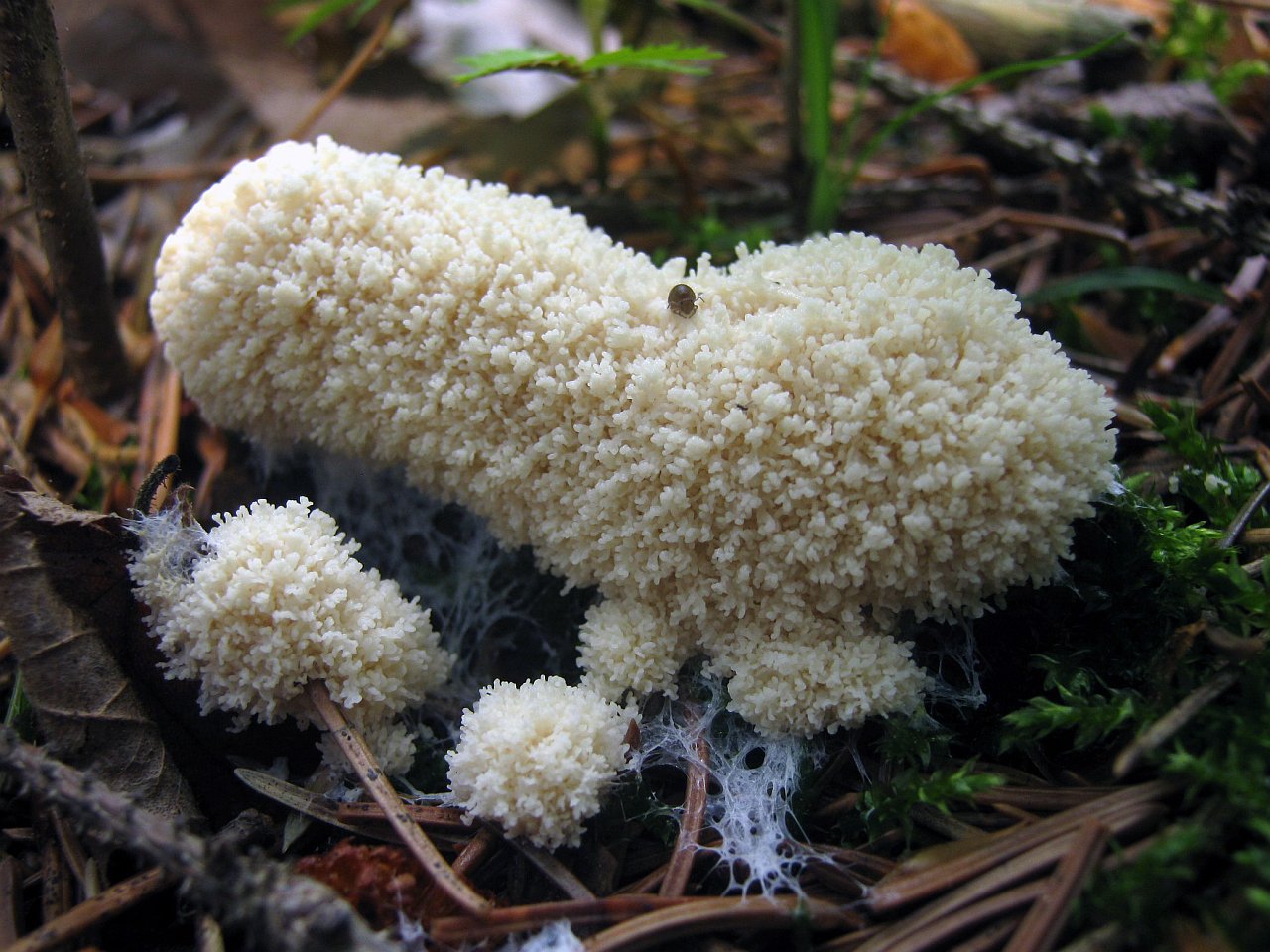 Mucilago crustacea
