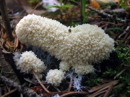 Mucilago crustacea