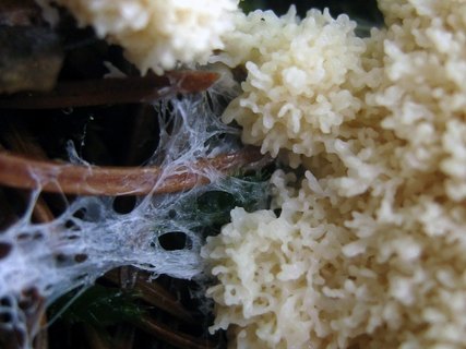 Mucilago crustacea