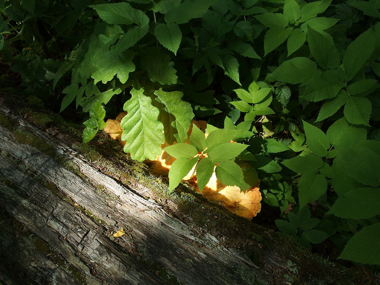 Laetiporus sulphureus