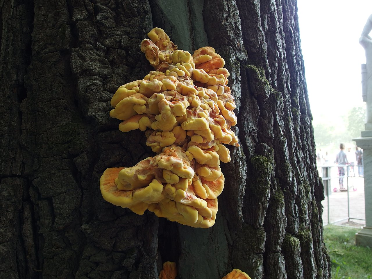 Laetiporus sulphureus