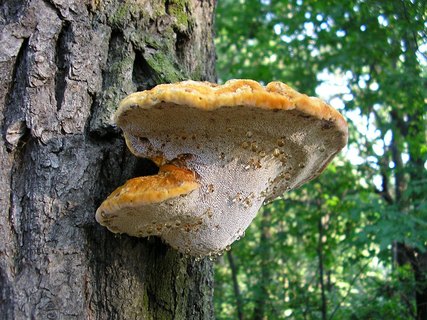 Inocutis dryophila