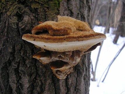 Inocutis rheades