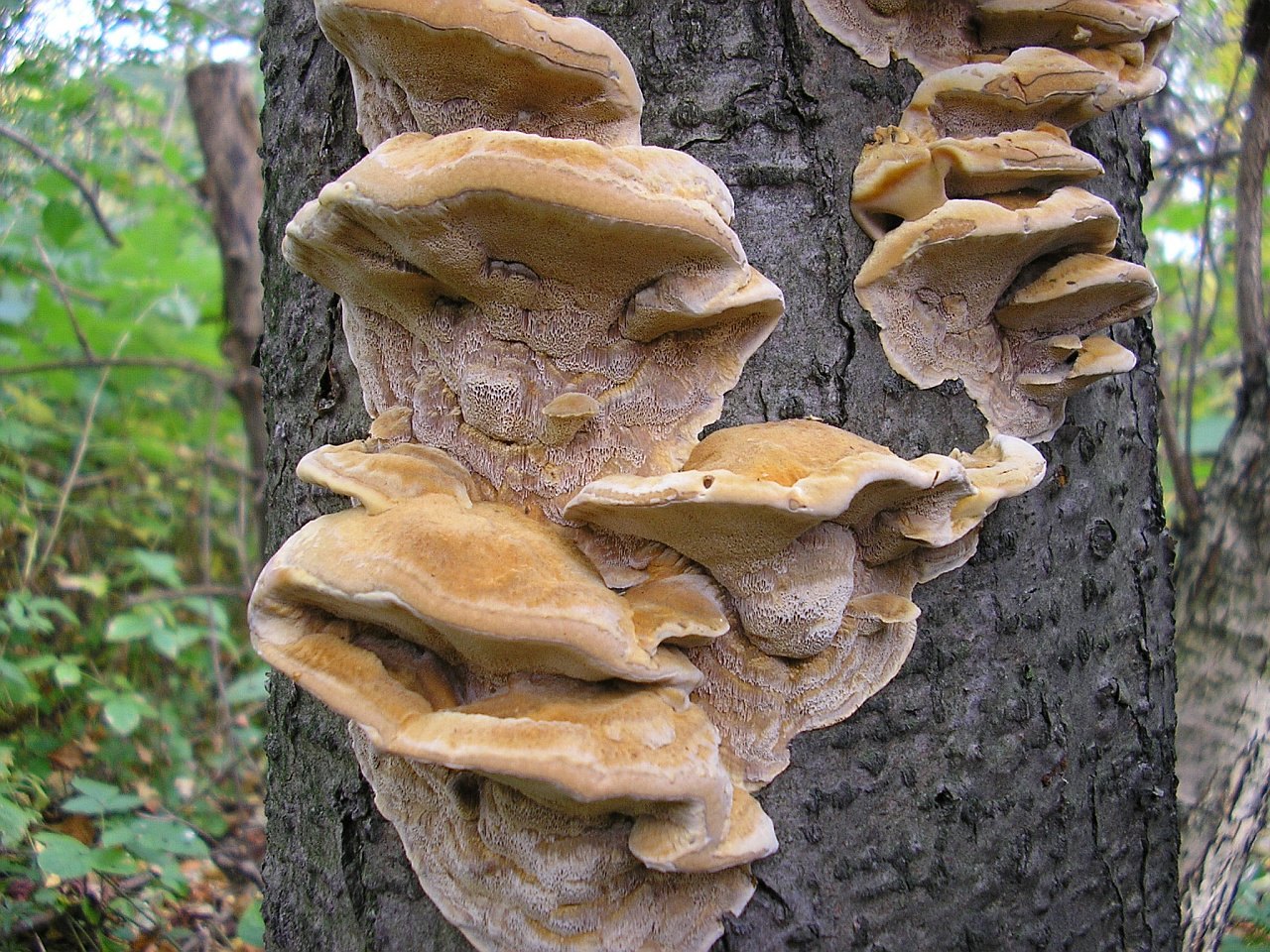 Xanthoporia