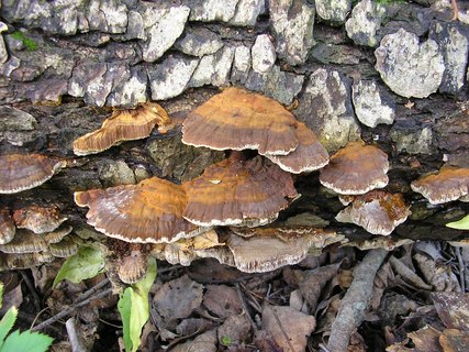 Xanthoporia radiata
